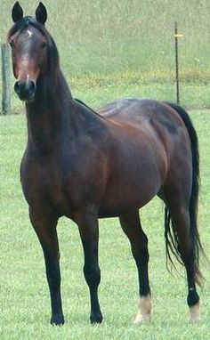 American Saddlebred | American Saddlebred Horse For Sale, Tennessee ...