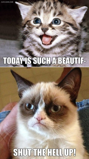 grumpy cat (25)