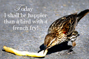 french fry bird photo: Bird with French Fry Bird-Today.png