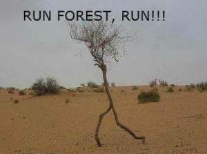 Run Forrest, Run!!