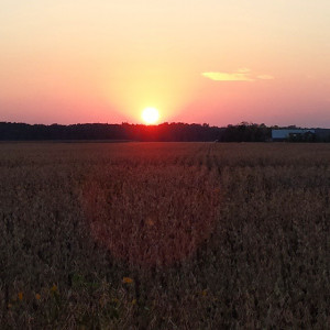 sunset #soybeans #countrylife #farm #michigansthumb #beautiful