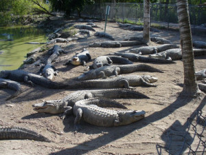 Everglades Alligator Farm