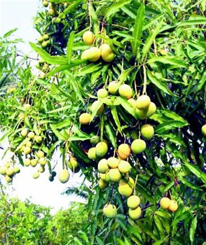 Impulsarán en Baní invernaderos de mangos por RD$20 MM.