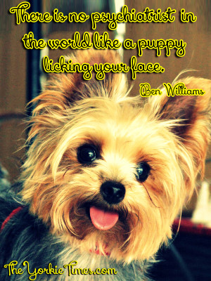 ... yorkie pictures yorkie dog yorkie picture yorkshire terrier 2 758