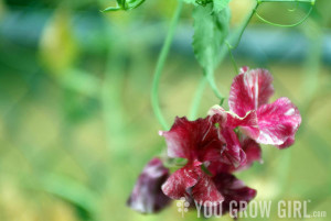 Sweet Pea Flowers And John