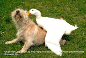 ://quotesjunk.com/on-animals-its-almost-as-if-were-put-here-on-earth ...