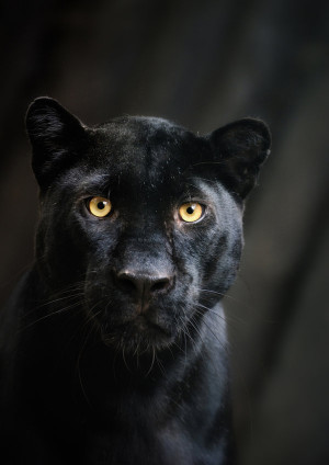 Awesome Black Panther Cat