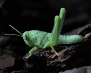 Grasshopper Kung Fu Sayings
