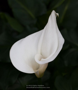 large white anic calla lilies