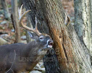 White Tailed Deer Buck Close Up