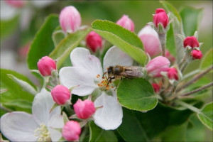 Apple Blossom Flowers In Bee,Photo,Images,Pictures,Wallpapers