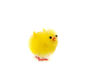 Cute fluffy little spring chicken-7125