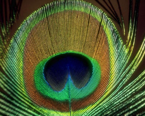 eye of peacock feather Image