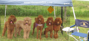 Light Red Standard Poodle Bijou poodles is dedicated to