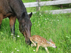 Return to The Horse that Helped Save a Fawn