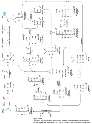 Best of Yelp: dr severo ochoa famous quote