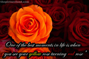Beautiful-Love-Quote-Sayings-With-Roses-Pictures.jpg