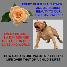 pit bull bull quotes