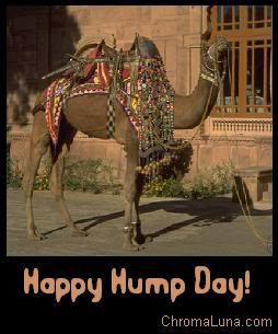 Hump day camel Images