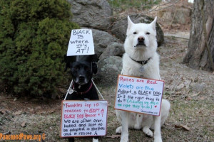 adopt a black dog ~ odd, a black dog was my first choice. I suppose ...