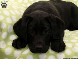 Labrador Retriever-Black Puppies For Sale In PA!