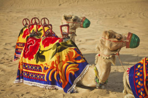 Desert Safari with BBQ Dinner from Dubai, Sharjah & Ajman Hotels