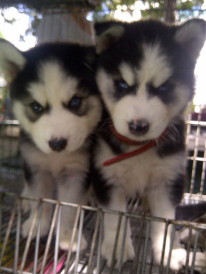 husky siberianos lobos siberianos 100 puros MLV F 4731769347 072013