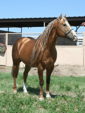 Sherry Cervi And Dinero 114282d.jpg