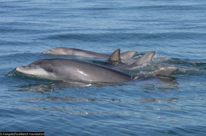 Bottlenose Dolphin Tursiops