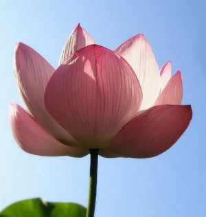 The Exquisite Pink Lotus