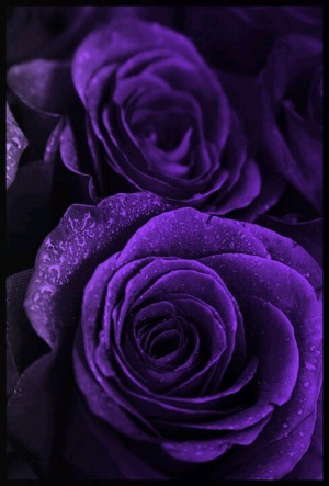 Purple Roses And Hearts Purple, roses, purple