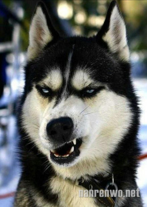 哈士奇搞笑表情图：还有比你更二的动物吗？