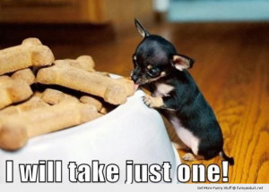 cute tiny small dog animal eating biscuit treat just one funny pics ...