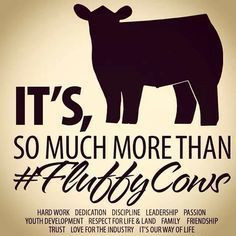 show cattle quotes | show cattle quotes - Google Search More