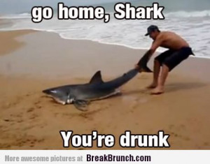 funny shark