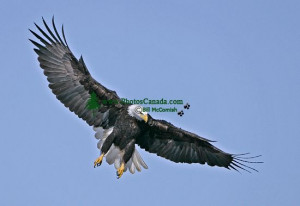 american bald eagle source http www quoteko com ...