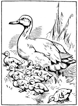 ... Ducks, Coloring Pages, Ducklings Colors, Baby Ducklings, Colors Pages