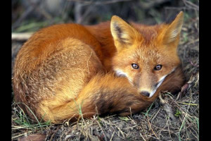 red foxes animal