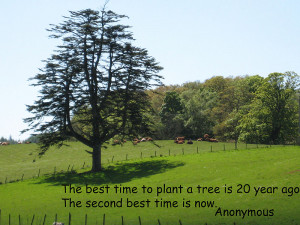 Tree quote