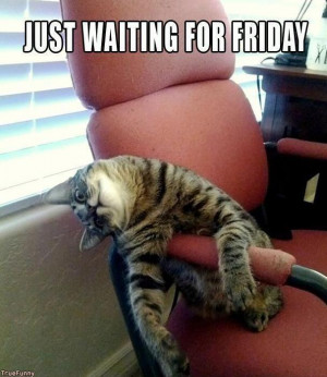 Cat-is-waiting-for-Friday.jpg