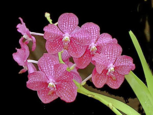 Pink Orchid wallpapers | orchid hd wallpapers | orchid new flower ...