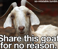 Funny Goat Pictures With Quotes Funny daily - goat