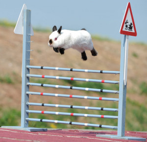 Bunny rabbits compete in show jumping course