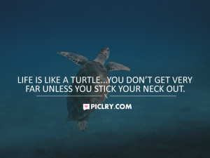 Life is like a turtle…You don’t get very far unless you stick your ...