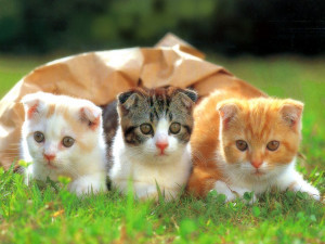 Funny Cute Kittens Wallpapers