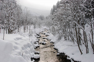 roffe - the viking from the north