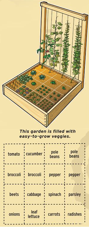Compact vegetable garden, easy to grow plants