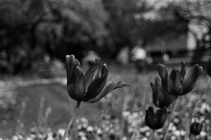summer-images-black-and-white-a-summer-in-black-and-white-you-must-be ...