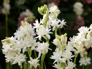 ... Pearl' - while not as strongly scented, 'The Pearl' makes an excellent