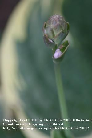 Remember this: Whoever sows sparingly will also reap sparingly, and ...